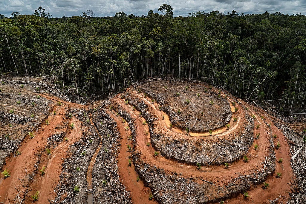 Landcover, forest clearance and plantation development in PT Megakarya Jaya Raya (PT MJR) palm oil concession. PT MJR is part of the Hayel Saeed Anam group which has a number of palm oil related interests including Pacific Inter-Link which controls HSA's palm oil refining and trading interests.