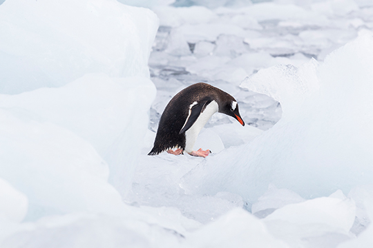 Pingüino en la Antártida - 2019
