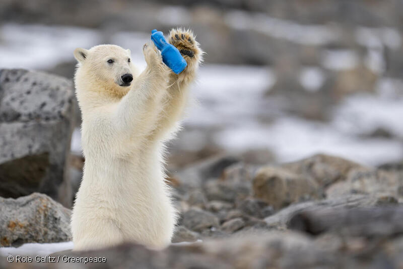Greenpeace Argentina | Las fotos del cachorro de oso polar jugando con  basura plástica en el Ártico 😢