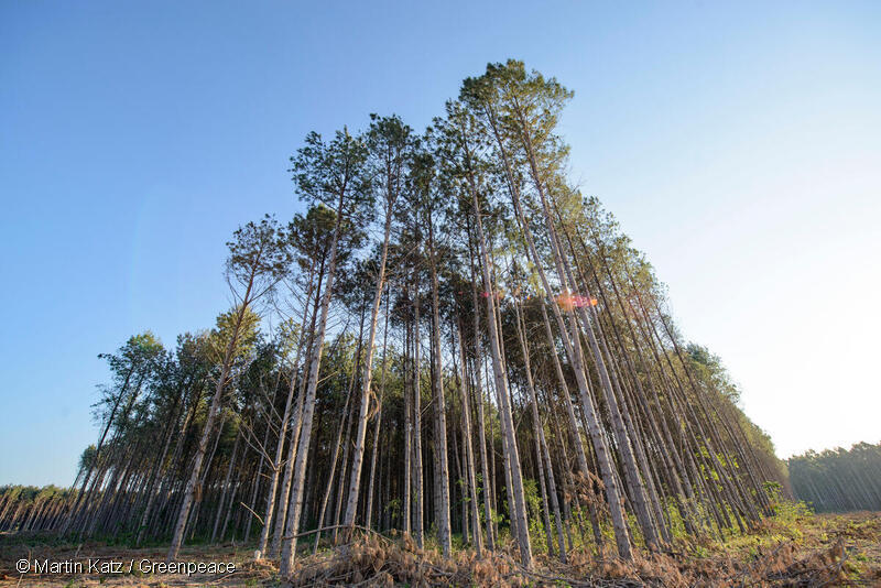 Imagen de un "bosque" de pinos en Misiones, Argentina.