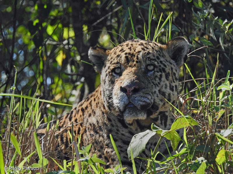 Un jaguar (Panthera onca) en Mato Grosso, Brasil.