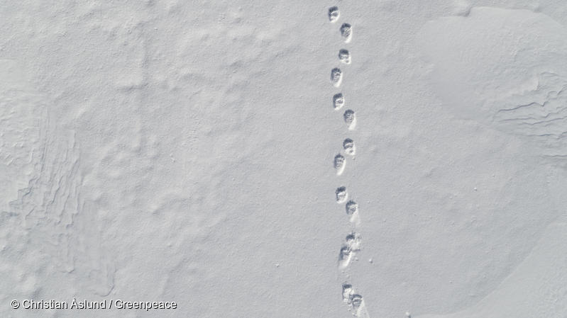 
Vista aérea de huellas frescas de osos polares en la nieve en Tempelfjorden, Svalbard.
