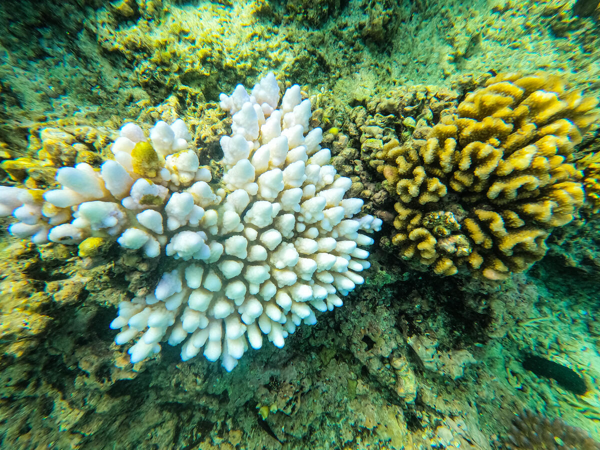 Coral nearby Moso Island. © Niki Kuautonga / Greenpeace