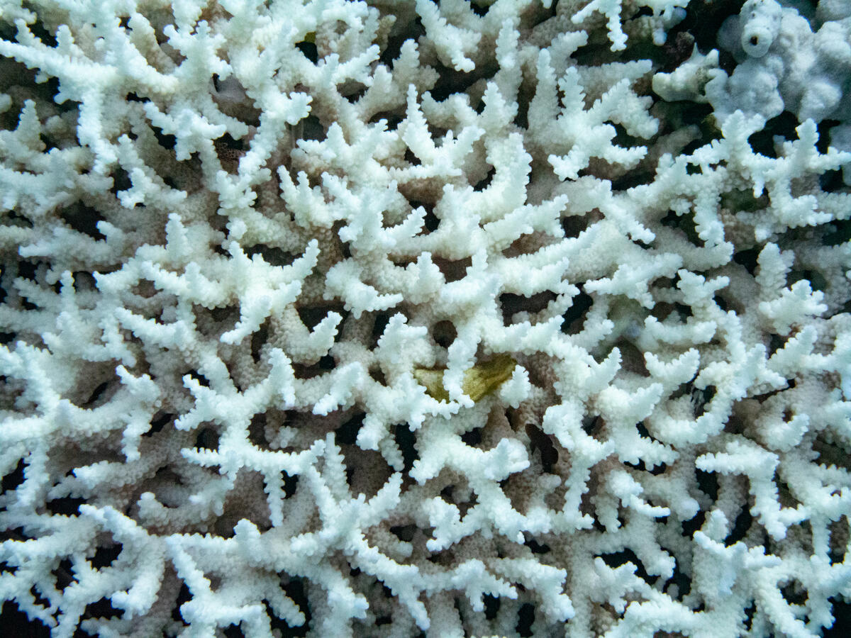 Coral Bleaching Investigation in South Taiwan. © Lion Yang / Greenpeace