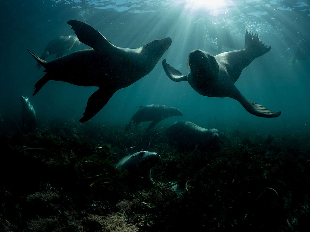 Sea Lions near Hopkins Island, South Australia. © Michaela Skovranova / Greenpeace