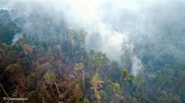 Bosbrand in Indonesië, september 2015