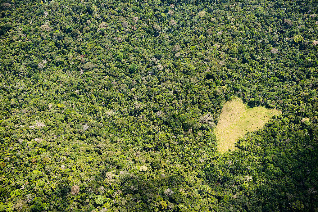Les excuses des entreprises qui se cachent derrière la déforestation