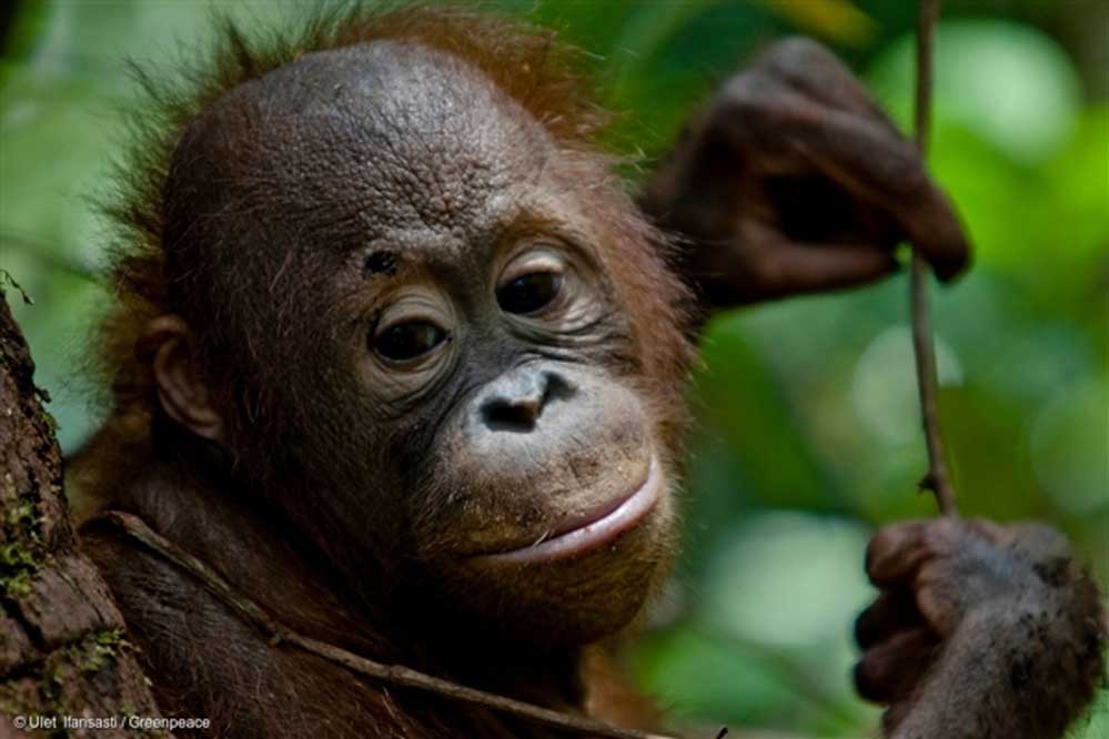 Les biscuits Oreo détruisent les forêts anciennes, habitats de l’orang-outan