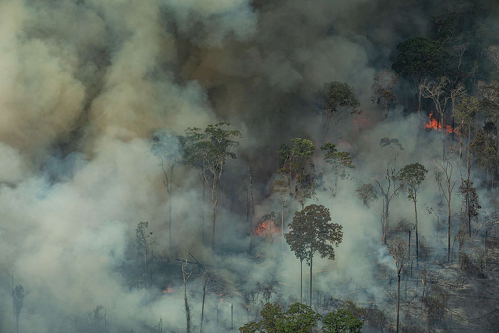 Comment la Belgique peut agir pour protéger l’Amazonie ?