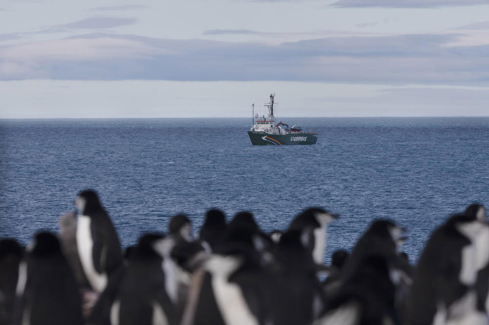 Antarctica: pinguïnkolonies slinken met 77% in halve eeuw tijd 