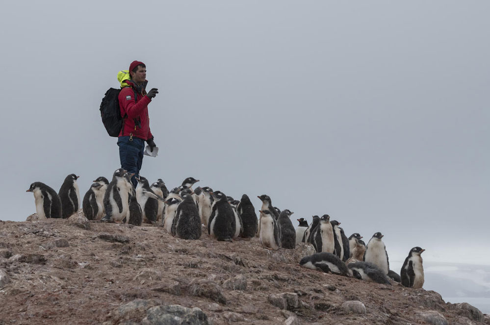 En Antarctique, les manchots sont victimes du changement climatique
