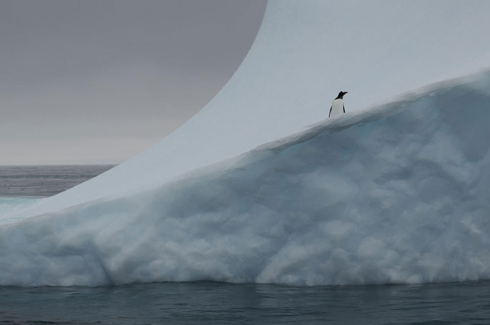 En Antarctique, les manchots sont victimes du changement climatique