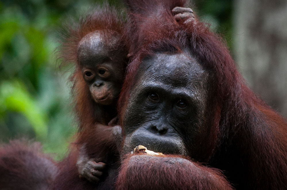 5 choses à savoir sur les orangs-outans