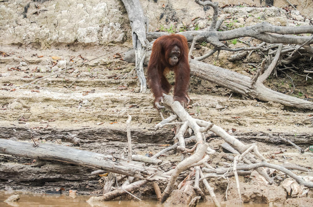 5 choses à savoir sur les orangs-outans