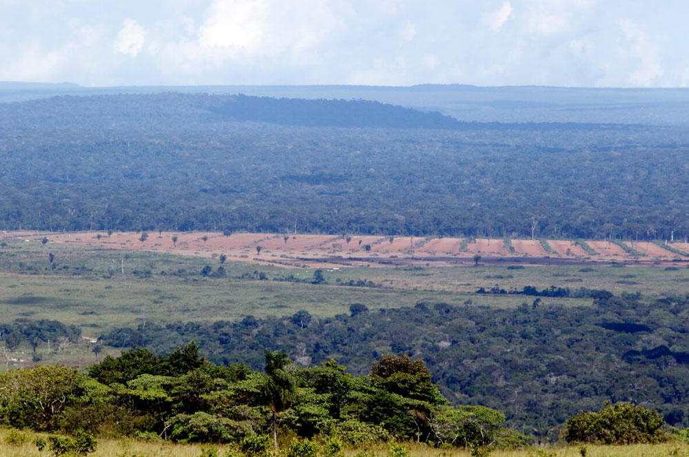Ontbossing en veeteelt bedreigen Braziliaanse biodiversiteit