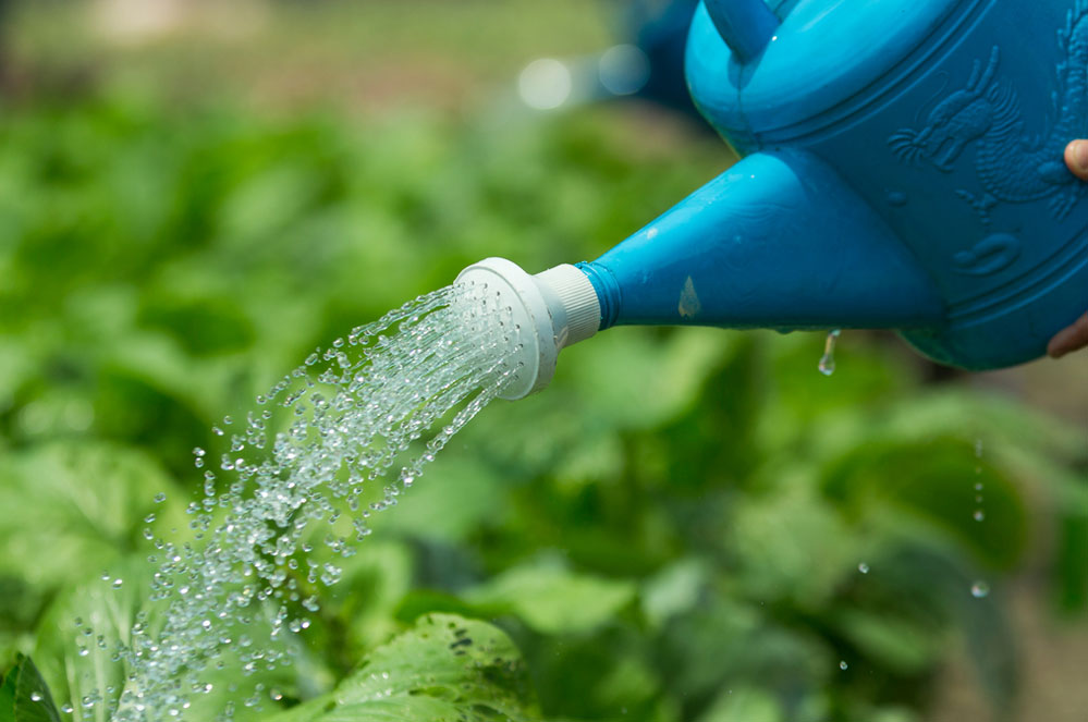 Droogte: tips en trucs om water te besparen in de tuin
