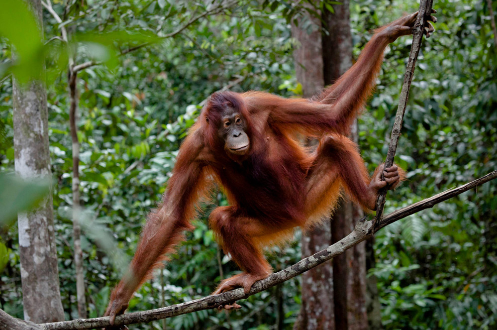 Orang-outan à Sumatra