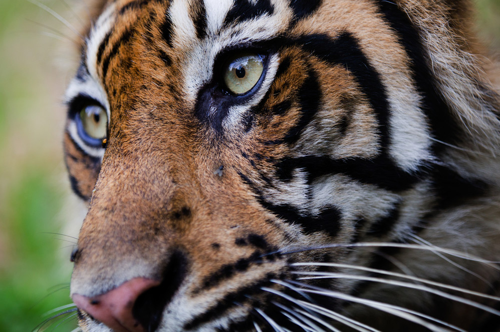 Indonésie : un tigre de Sumatra retrouvé mort