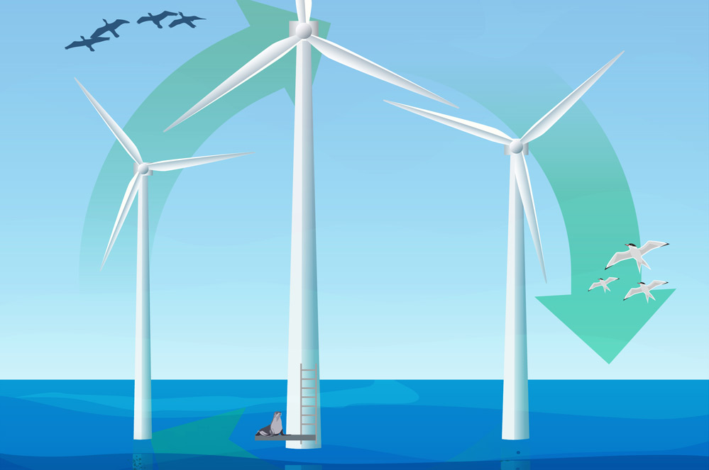 Natuur in offshore windparken