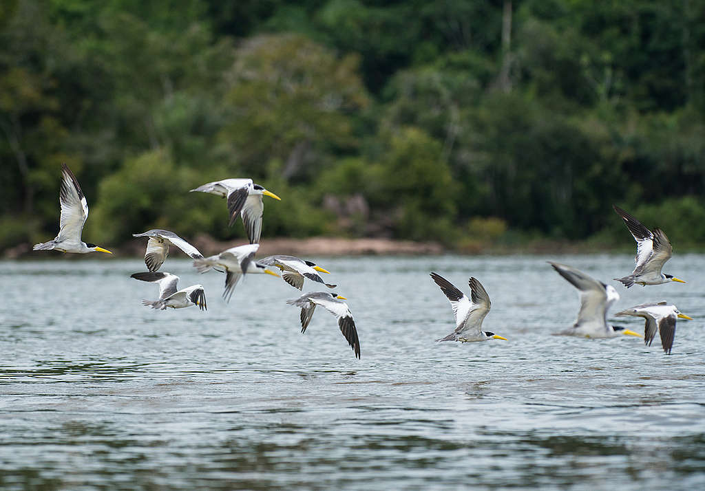 Pássaros sobrevoando o Rio Tapajós.