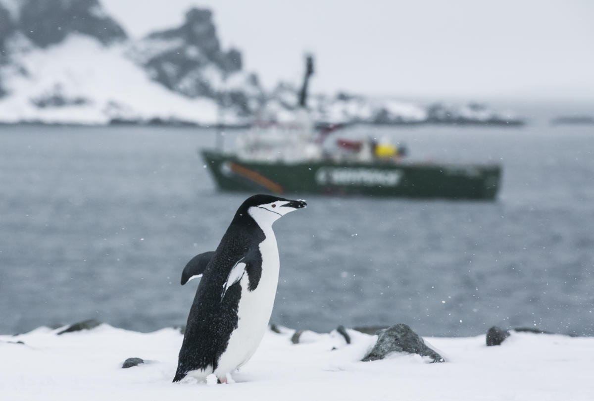 Pinguim-de-barbicha fotografado pela equipe do Arctic Sunrise na Antártida