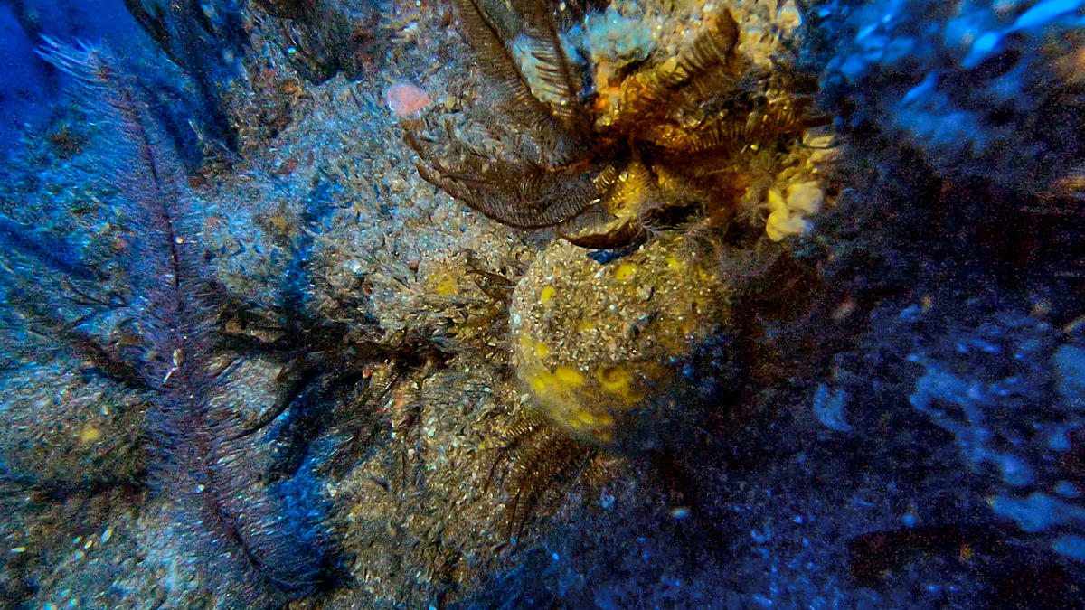 Imagem submersa dos corais