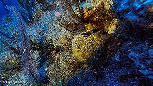 Corais e esponjas-do-mar no fundo do oceano.