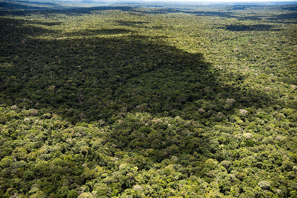 Floresta completamente preservada dentro da área a ser reduzida na Floresta Nacional do Aripuanã.