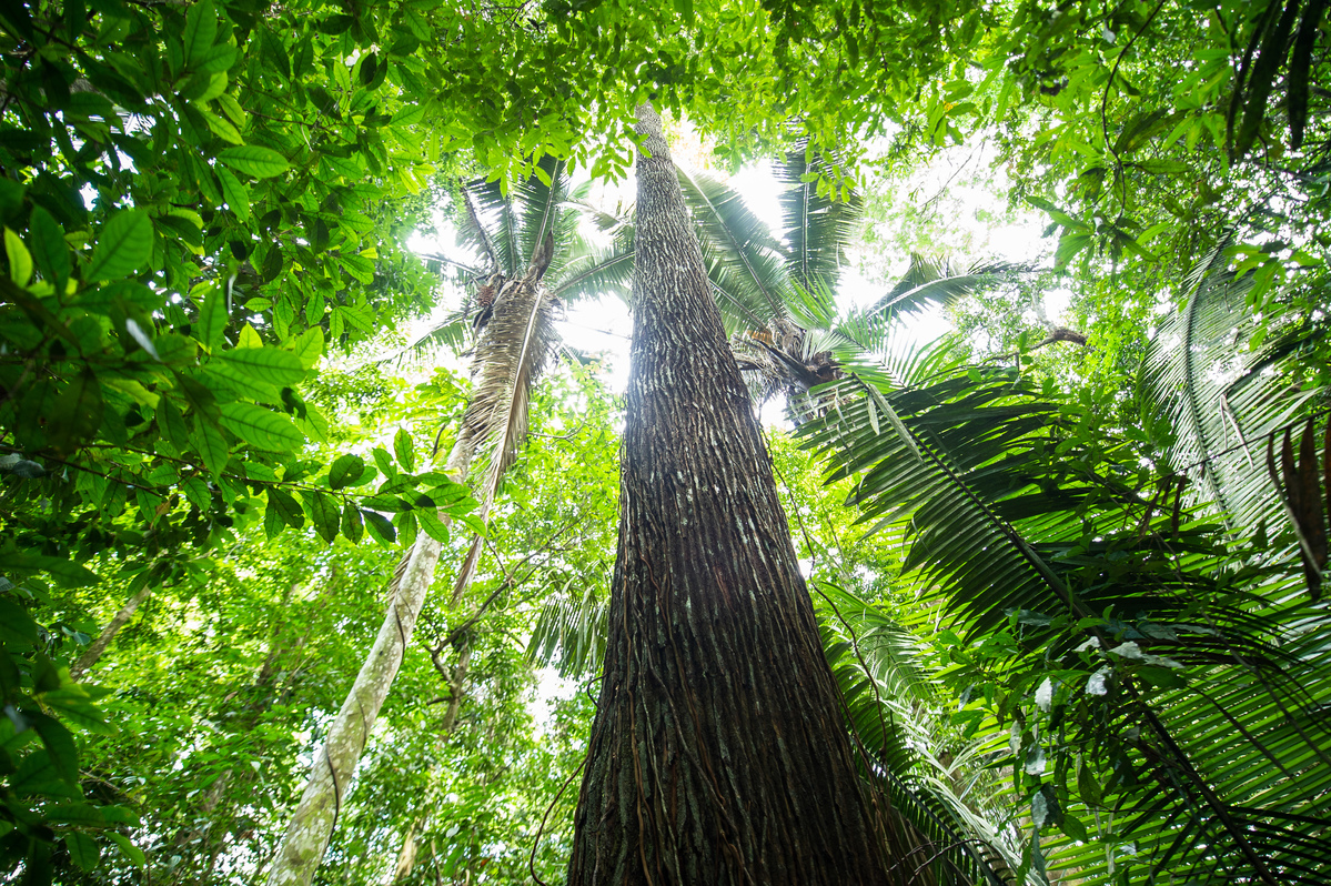 Árvore na região do rio Tapajós, na Amazônia.