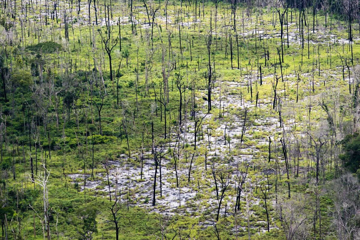 Floresta Nacional de Aripuanã. © Daniel Beltrá