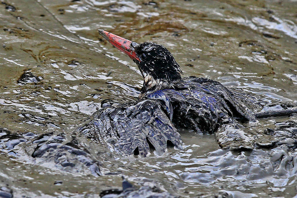 Pássaro coberto de lama e petróleo em rio.