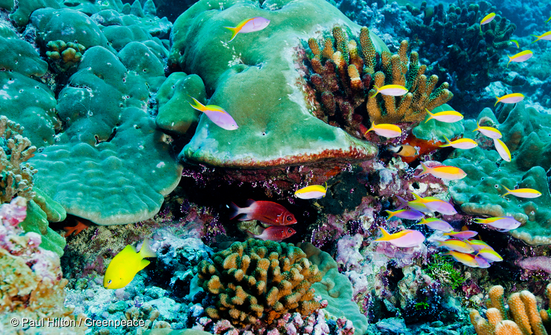 Peixes e corais de um recife no Oceano Pacífico. A pesca predatória, a poluição causada pelo plástico são ameaças aos oceanos do mundo todo.