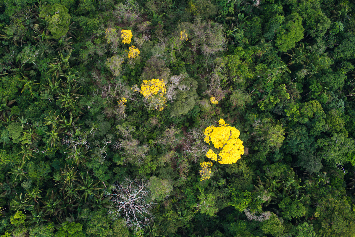 Foto aérea mostrando o florescimento do Ipê num pedaço da floresta amazônica no Pará.