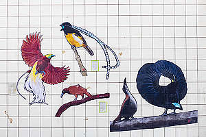 Mural na França com diferentes aves retratadas.