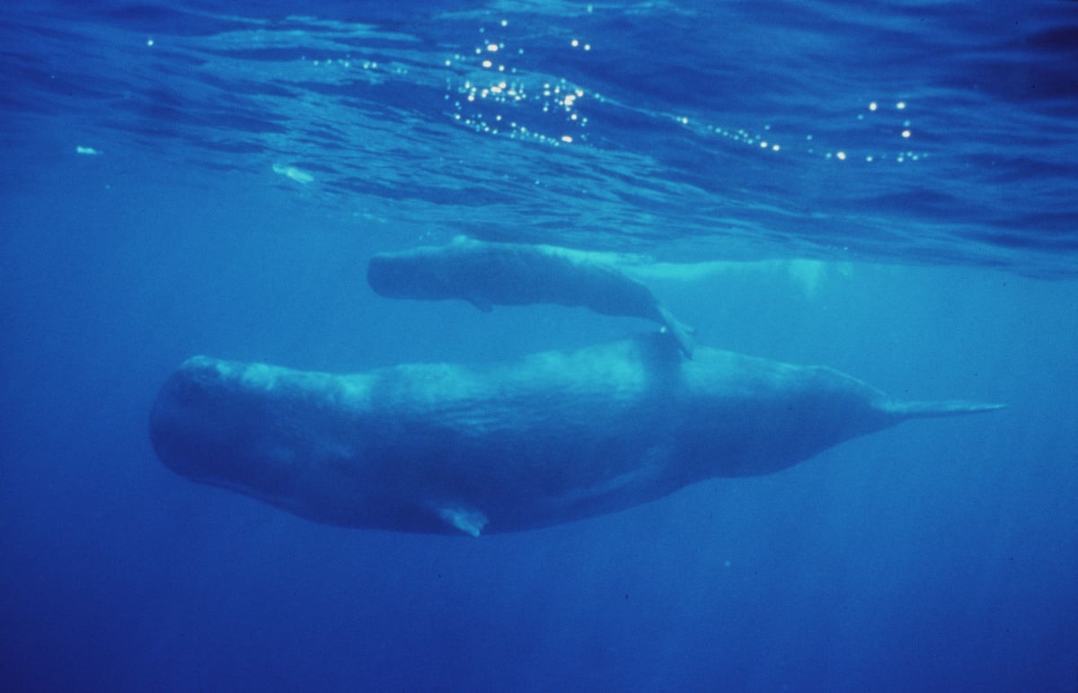 Sperm Whales. © Ralf Kiefner