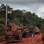 Caminhões carregados de madeira esperam embarcação para cruzar rio perto de Santarém, no Pará.