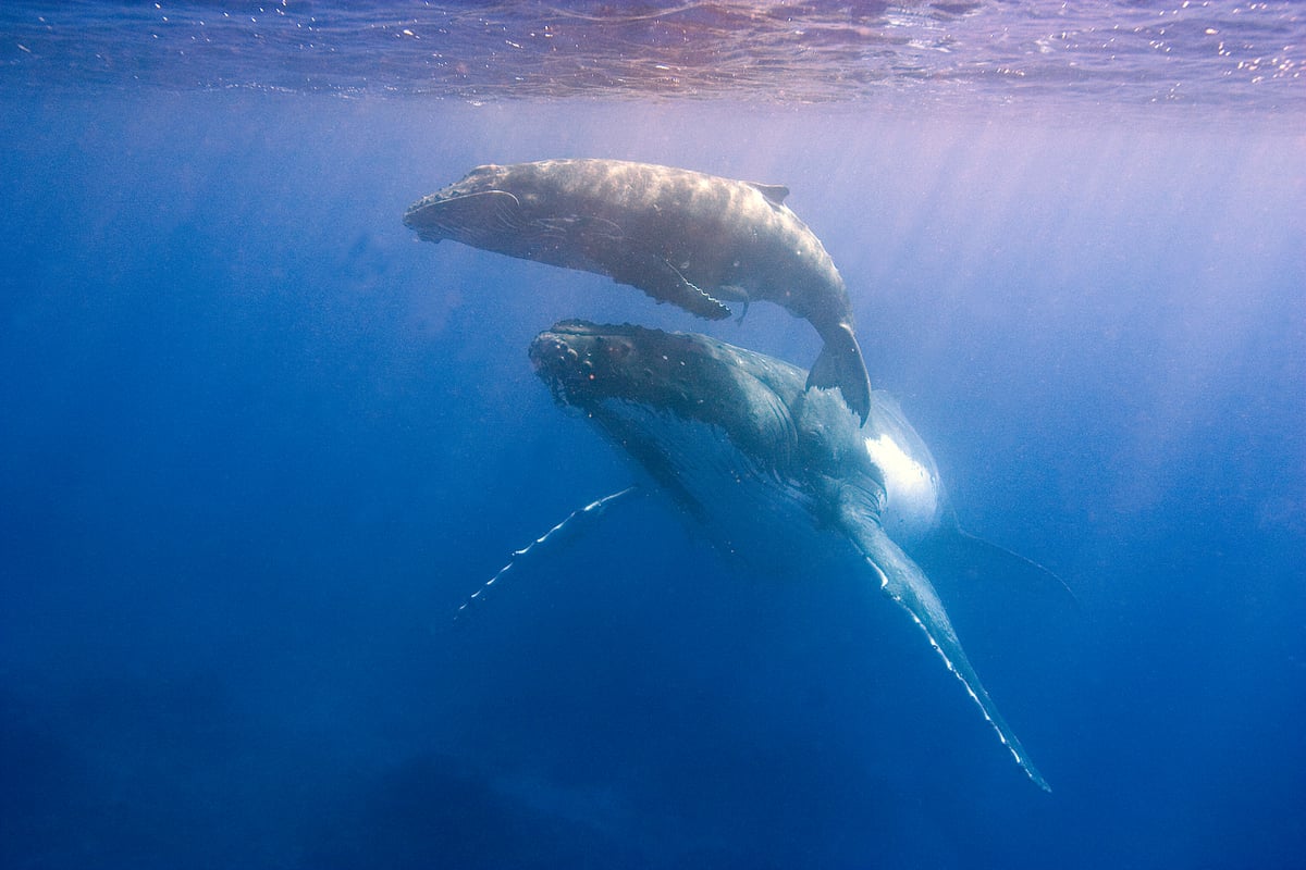 casal de baleias-jubarte © Scott Portelli
