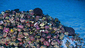 Montanha de rodolitos encontrada no fundo do mar.