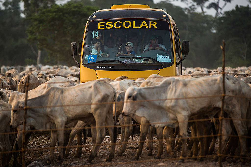 Criação de gado na Amazônia. © Bruno Kelly