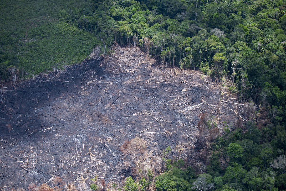 Desmatamento na Amazônia cresce 13,7, o maior dos últimos 10 anos