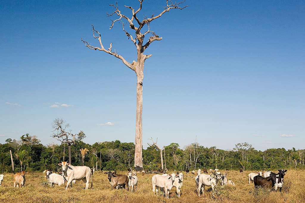 Criação de gado em área desmatada no Mato Grosso. A atividade pecuária ainda é uma das maiores causadoras de desmatamento na Amazônia brasileira