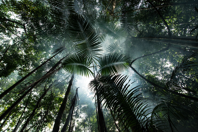 Floresta próxima ao Rio Tapajós, na região da Terra Indígena Sawré Muybu, do povo Munduruku, no Pará