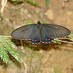 A Parides burchellanus é uma espécie de borboleta endêmica do Cerrado e criticamente ameaçada de extinção. Além da região de Brumadinho, só existe em outros dois lugares no Brasil