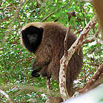 O sauá (Callicebus personatus) é um primata típico da Mata Atlântica