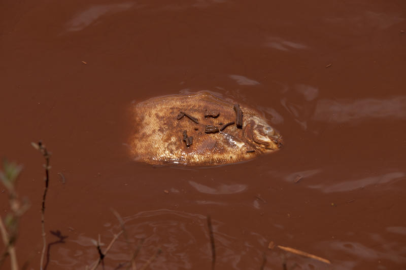 Peixe morto pela lama tóxica no rio Paraobeba