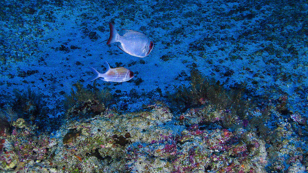 Mundo Animal, Coral Azul da Malásia. 