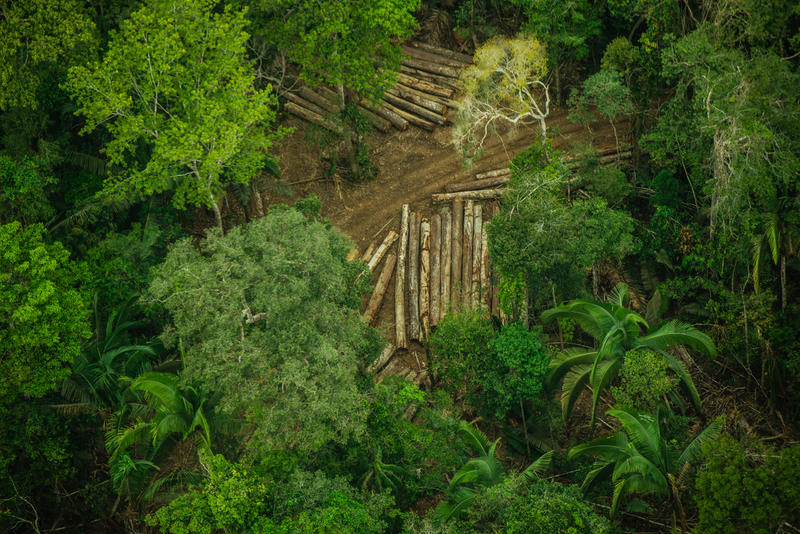 A Terra Indígena Karipuna, em Rondônia, vem sendo rapidamente destruída pela invasão de madeireiros e grileiros, ameaçando os indígenas que moram ali.