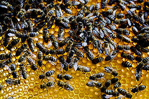abelhas em colmeia