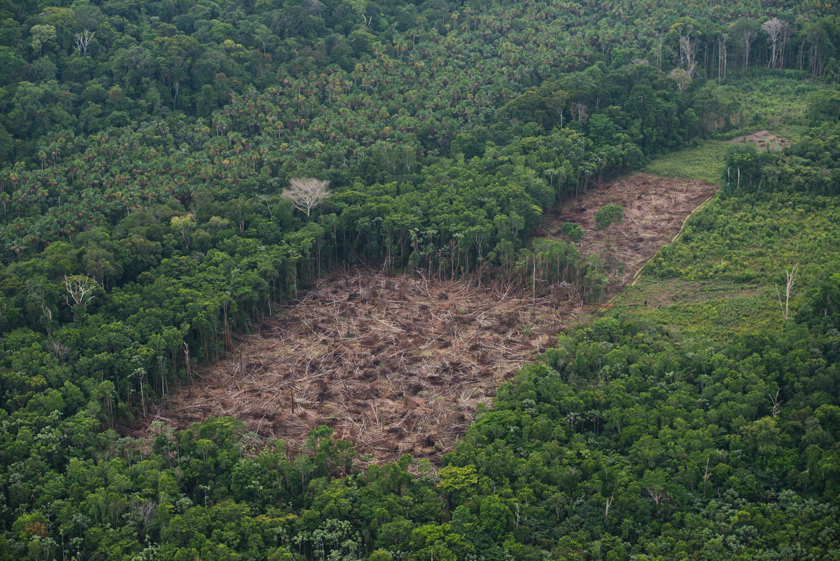 Floresta amazônica com área de desmatamento