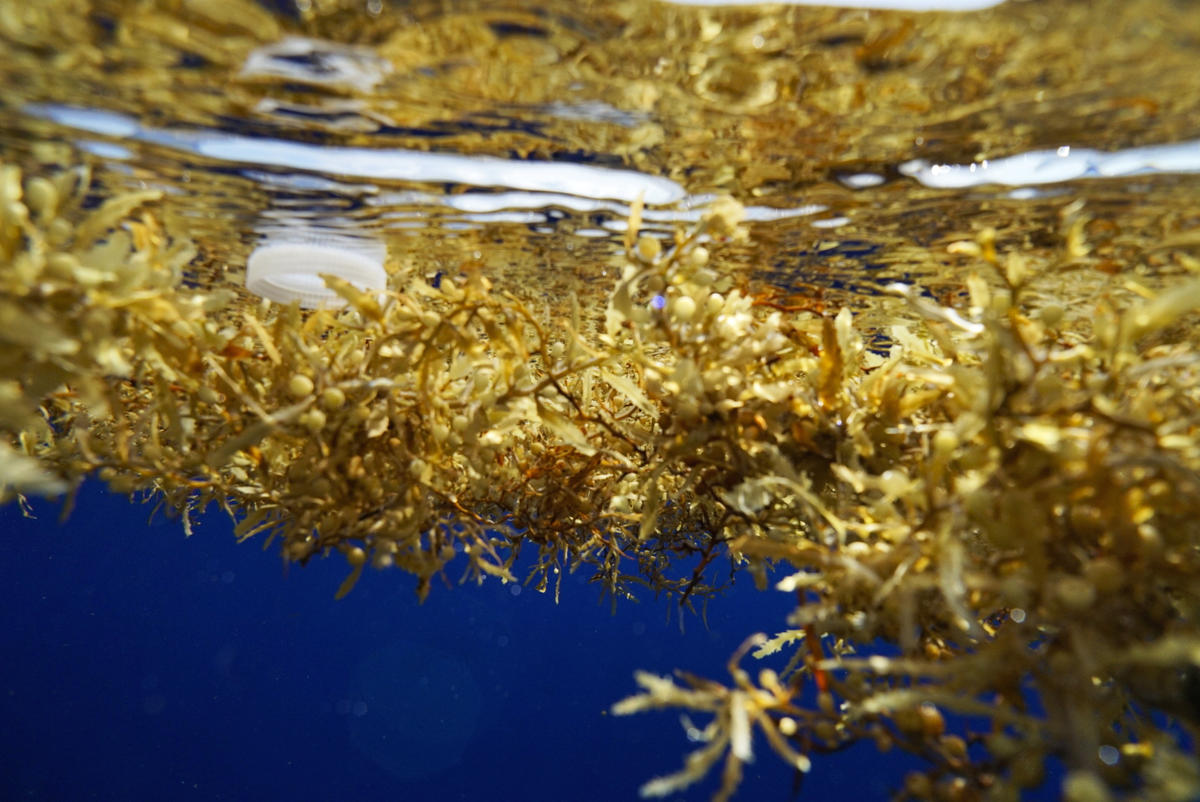 Plastic and Sargassum off the Coast of Florida. © Peter Cross / Greenpeace